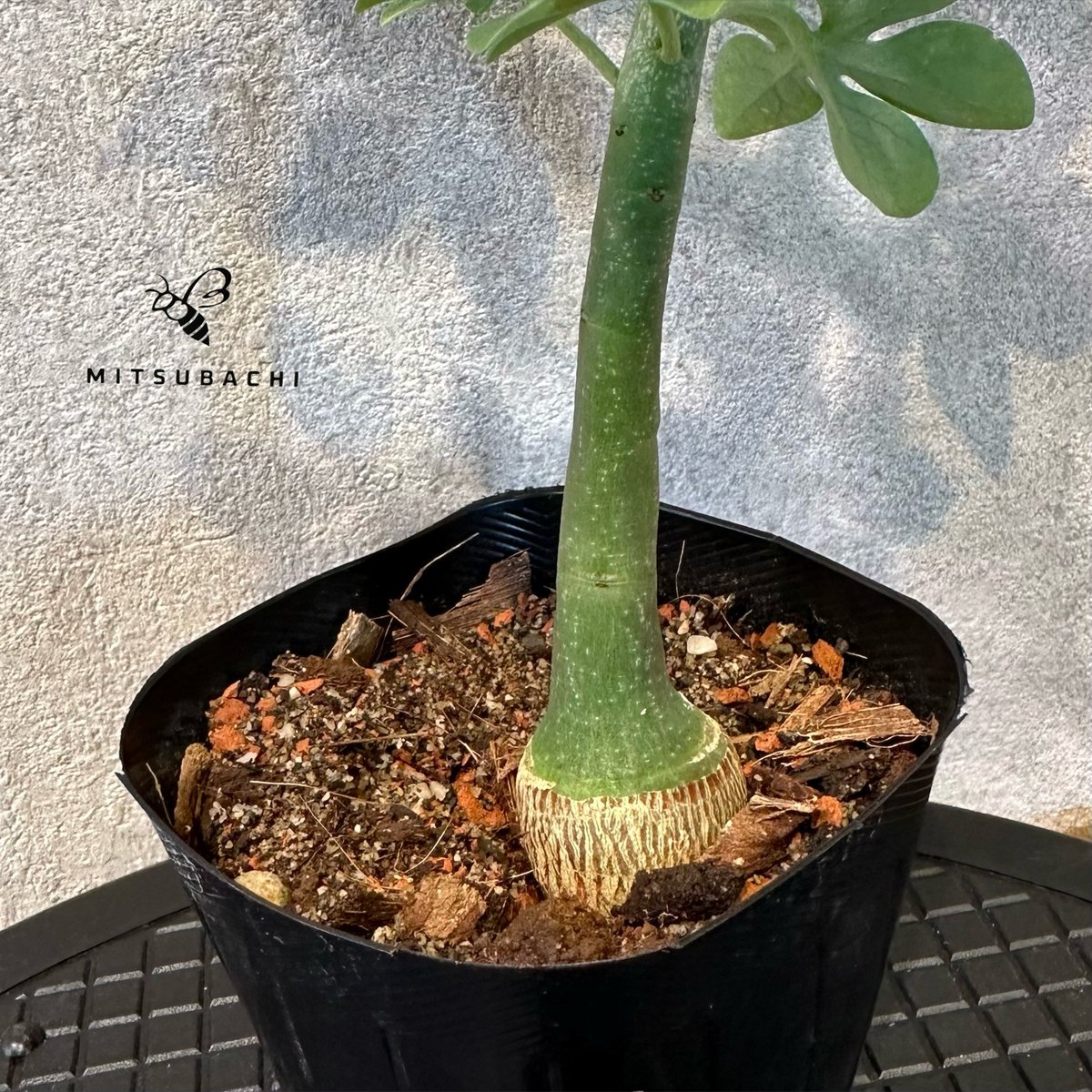 発根済み　アデニアグラウカ　大きめ アデニア グラウカ 幻蝶かずら Adenia glauca 塊根植物