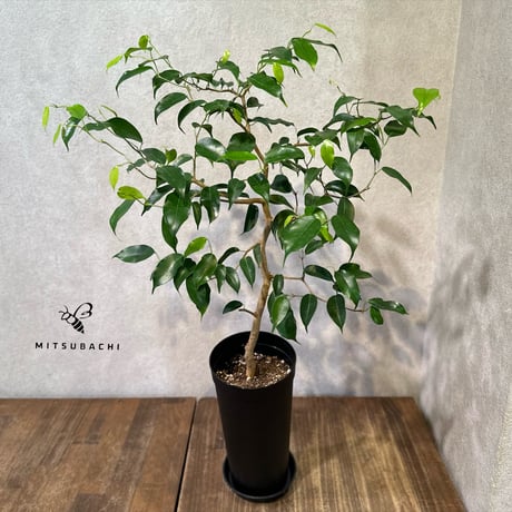 タイサンボク　斑入り　5.5号鉢 タイサンボク 斑入り 5.5号鉢