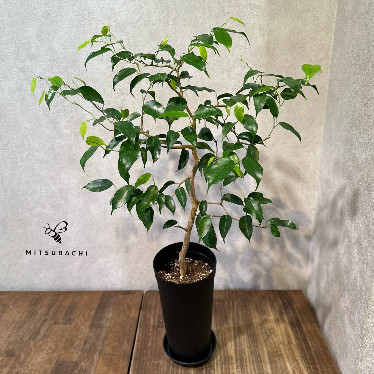 フィカス ウィアンディ 3.5号 | Green Shop MITSUBACHI