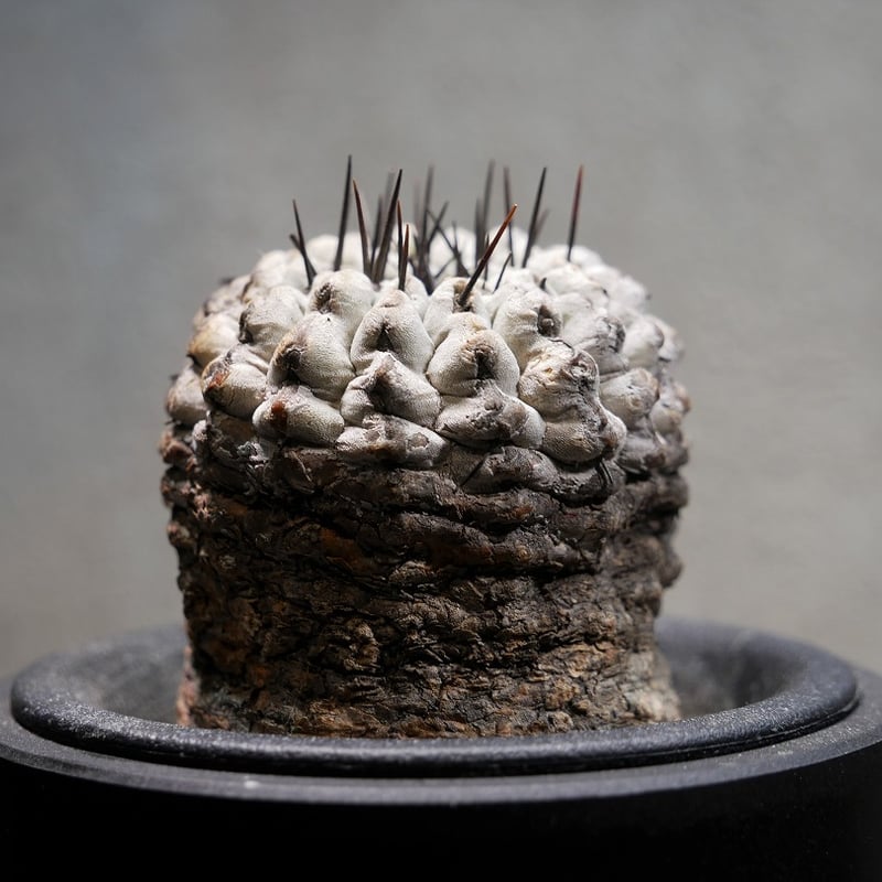 コピアポア コルムナアルバ 孤竜丸 C | Green Shop MITSUBACHI