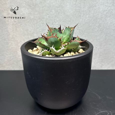 アガベ チタノタ 胖鯨 4号 【Dragon AGAVE】