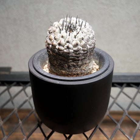 ベルナール カトラン「赤いテーブルのムスティエの鉢植え」 よわ ベルナール カトラン「赤いテーブルのムスティエの鉢植え」 よわ