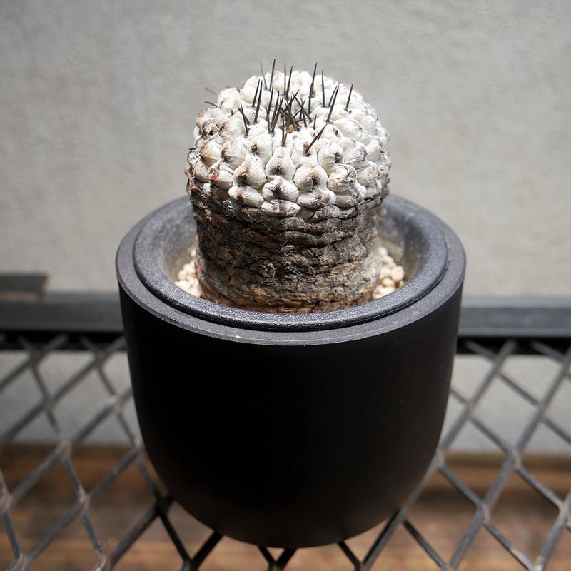 コピアポア コルムナアルバ 孤竜丸 C | Green Shop MITSUBACHI