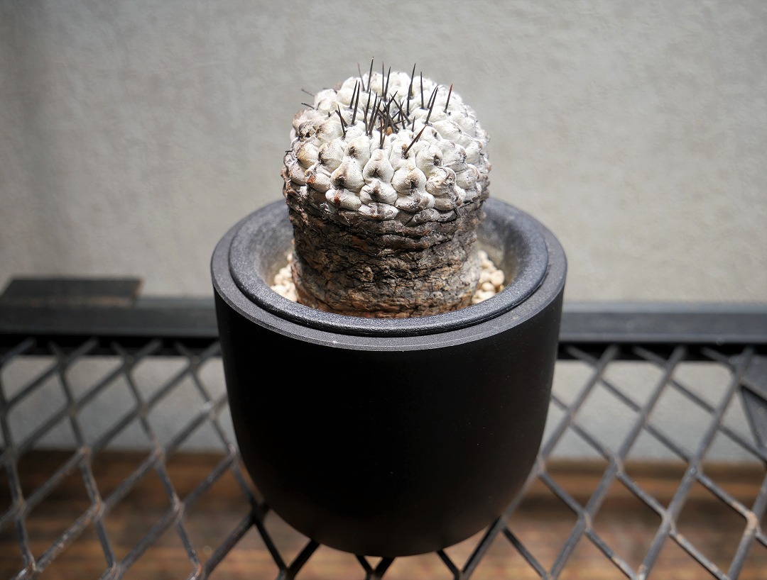 コピアポア コルムナアルバ 孤竜丸 C | Green Shop MITSUBACHI