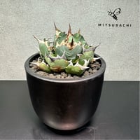 アガベ チタノタ 姫厳竜 3.5号  【Dragon Agave】