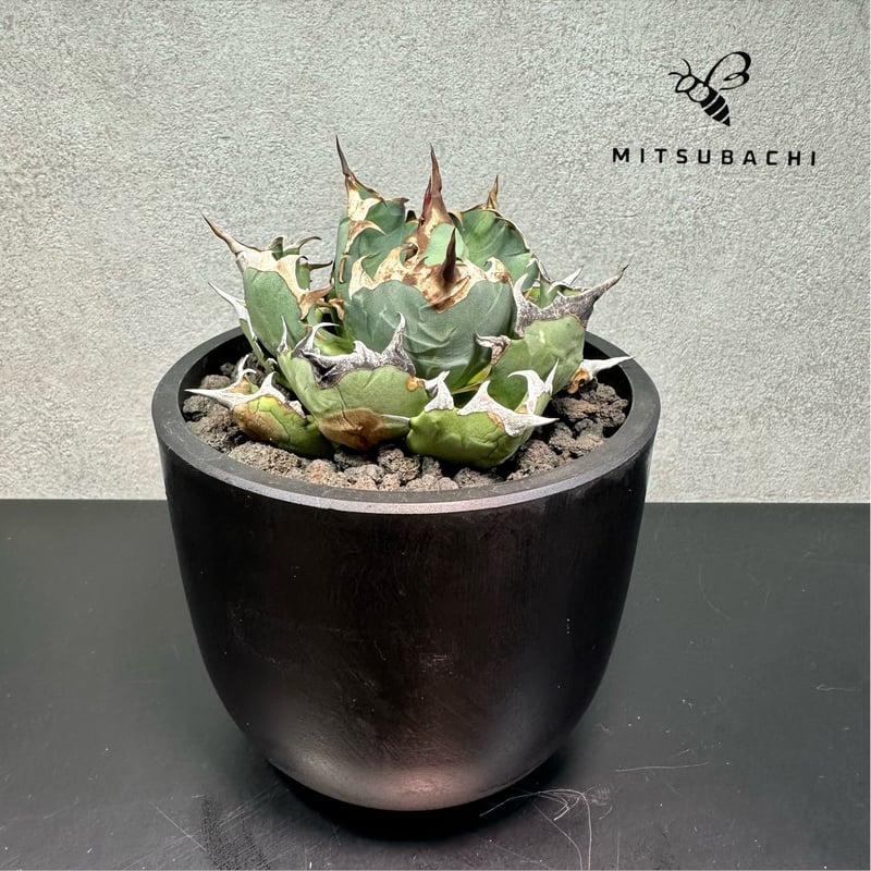 アガベ チタノタ 姫厳竜 3.5号 【Dragon Agave】 | Green Shop