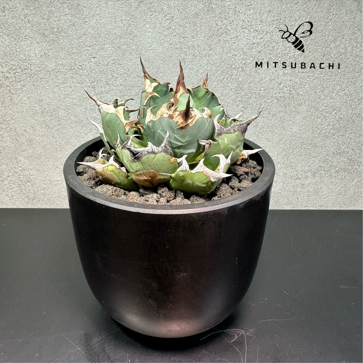 アガベ チタノタ 姫厳竜 3.5号 【Dragon Agave】 | Green Shop