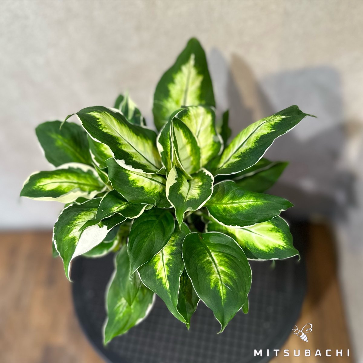ディフェンバキア デヘン クールビューティ 4号 | Green Shop MITSUBACHI