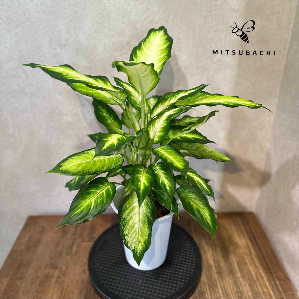 ディフェンバキア ホワイトカミーラ 6号 | Green Shop MITSUBACHI