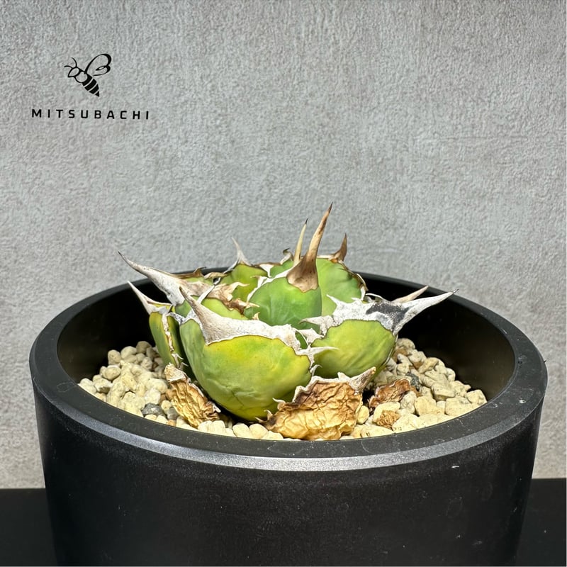 アガベ チタノタ 巨獣 4.5号 【Dragon AGAVE】 | Green Shop MI