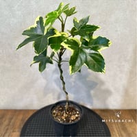 ファトス　ヘデラ　3.5号