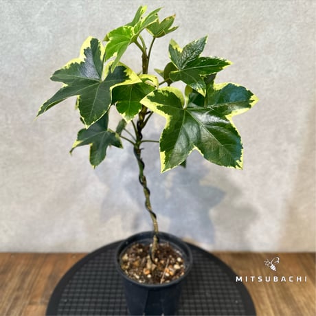 ファトス　ヘデラ　3.5号