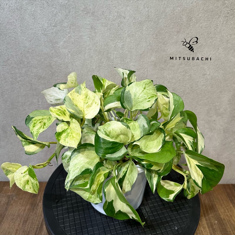 ［現品］【希少】9番　♡かわいい♡ ポトス　ステータス　7号　レア　本物 46674c873a61e29689e1c0c675178f