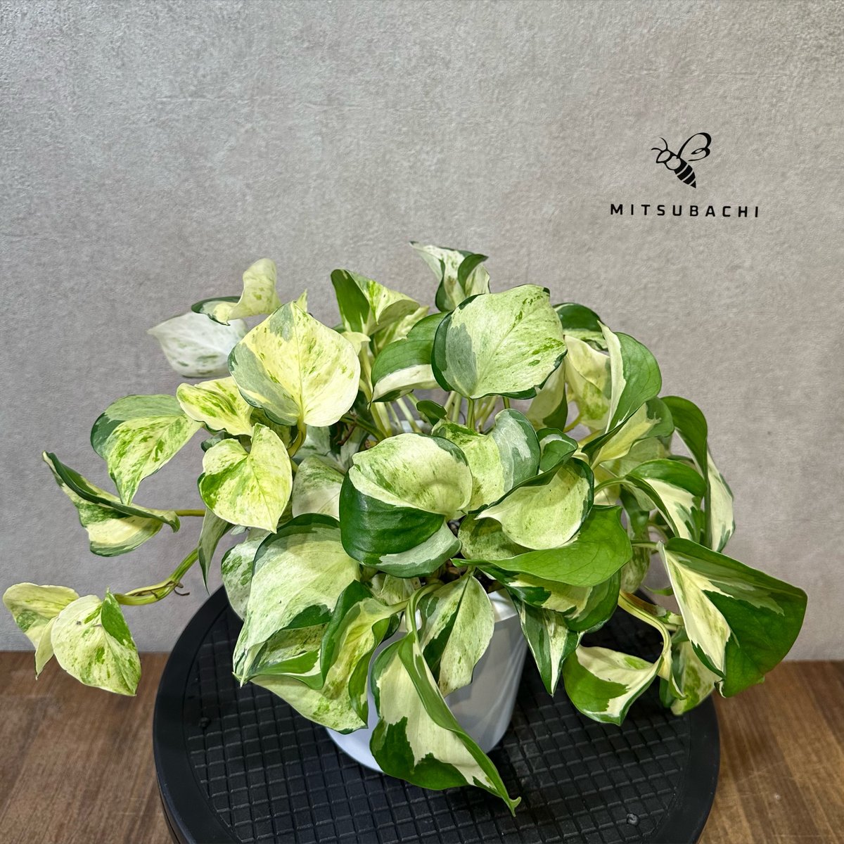 ポトス ステータス 5号 | Green Shop MITSUBACHI