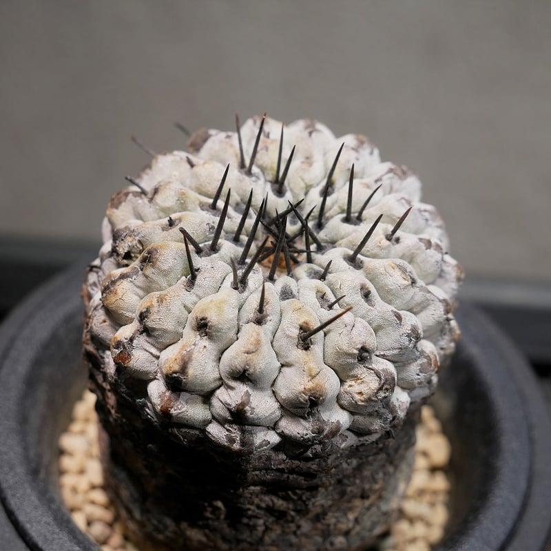 コピアポア コルムナアルバ 孤竜丸 C | Green Shop MITSUBACHI