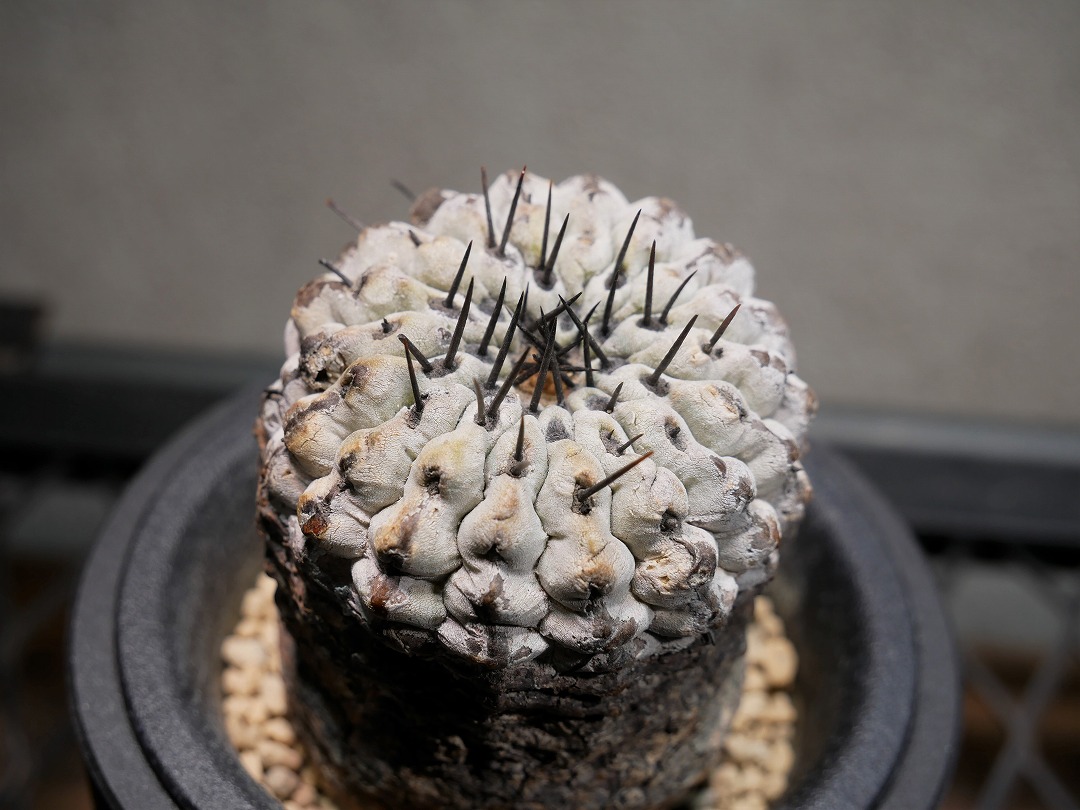 コピアポア コルムナアルバ 孤竜丸 C | Green Shop MITSUBACHI