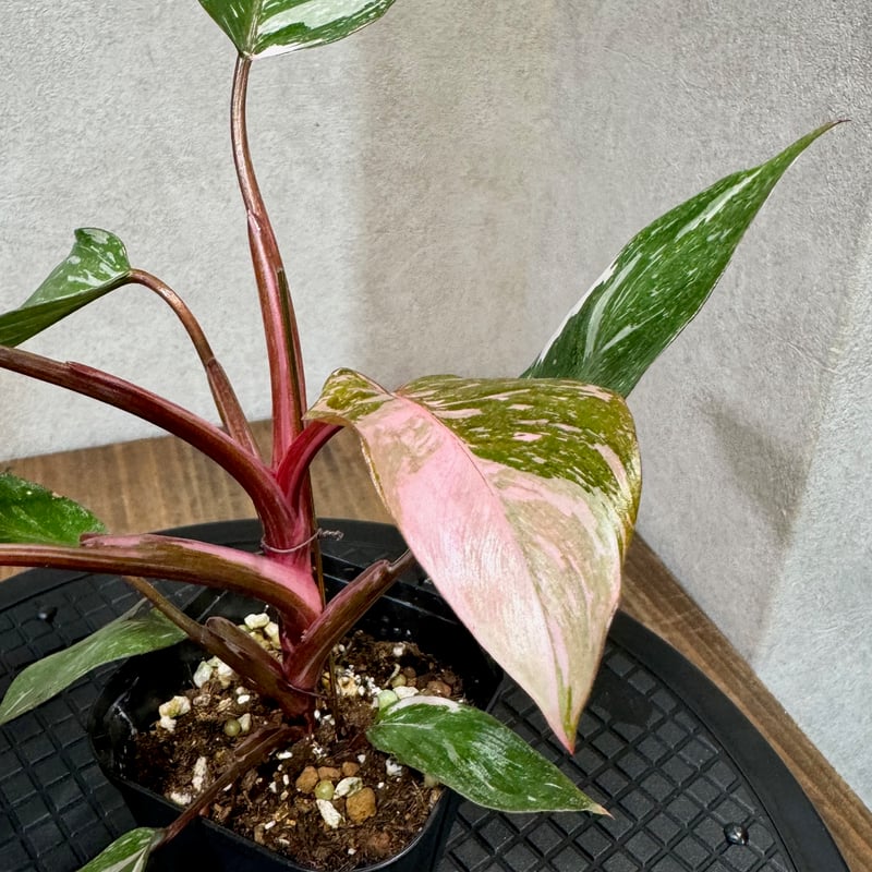 おしゃれ 観葉植物:フィロデンドロン マーブルピンクプリンセス おしゃれ 観葉植物:フィロデンドロン マーブルピンクプリンセス