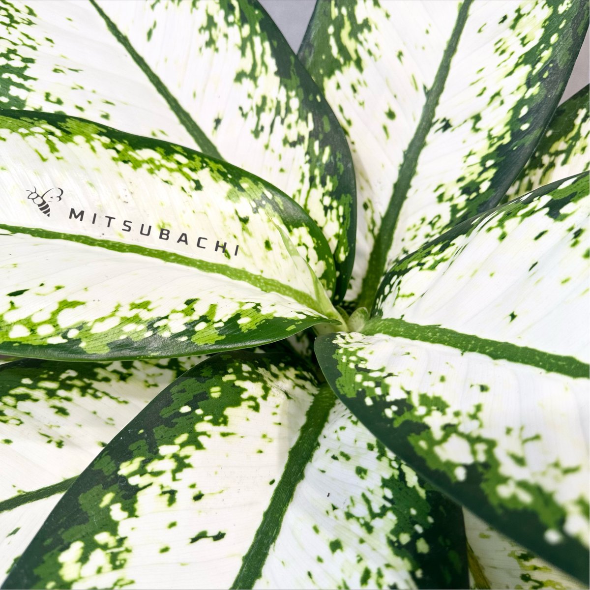 ディフェンバキア 7号 | Green Shop MITSUBACHI