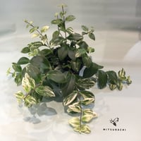 エスキナンサス　ラディカンス　4号