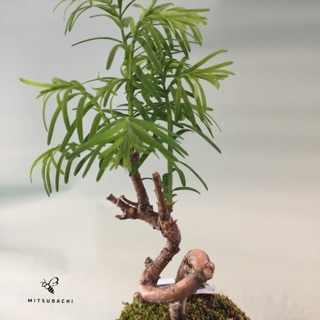メタセコイヤ苔玉