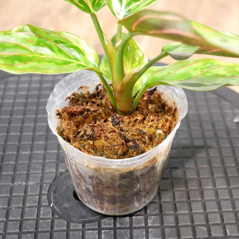 アグラオネマ レッドアーミー 2.5号 | Green Shop MITSUBACHI