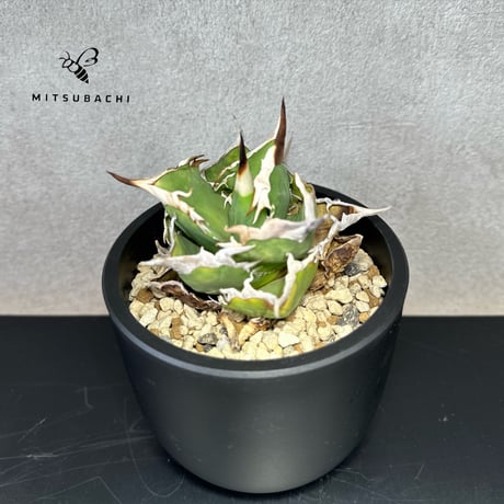 アガベ チタノタ 巨獣 4号 【Dragon AGAVE】