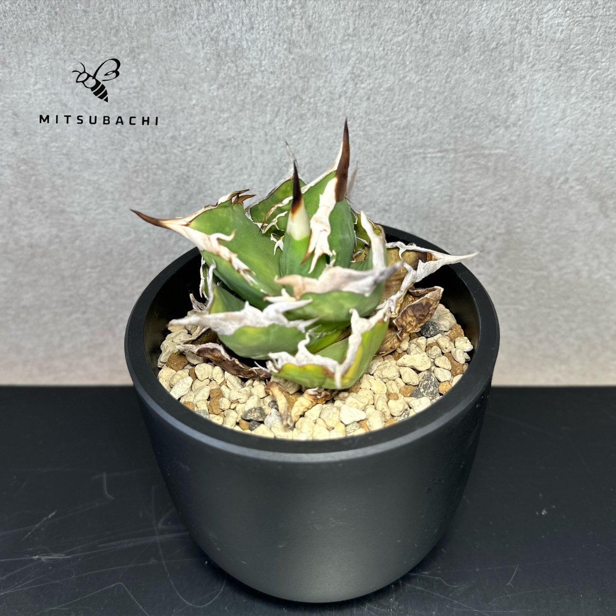 アガベ チタノタ 巨獣 4号 【Dragon AGAVE】 | Green Shop MITS