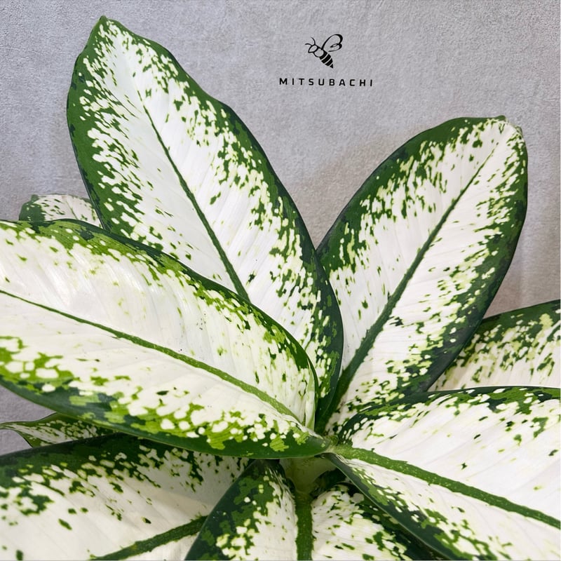 ディフェンバキア 7号 | Green Shop MITSUBACHI