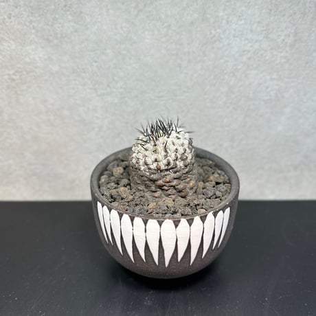 コピアポア　コルムナアルバ　孤竜丸　E　鉢セット