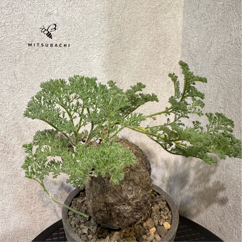 ペラルゴニウム トリステ 鉢Set | Green Shop MITSUBACHI