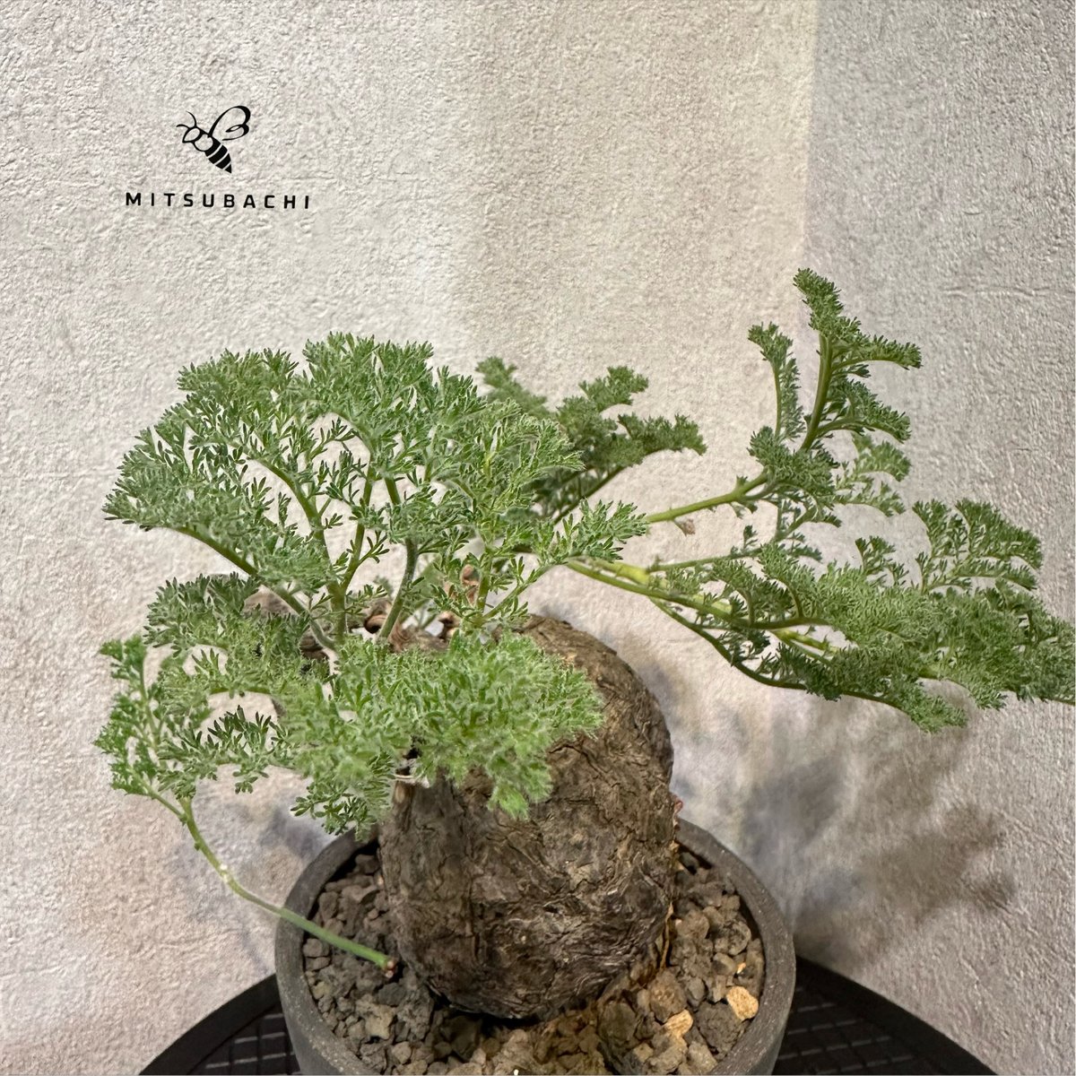 【発根済】ペラルゴニウム・トリステ【作家鉢】 ペラルゴニウム トリステ 鉢Set | Green Shop MITSUBACHI