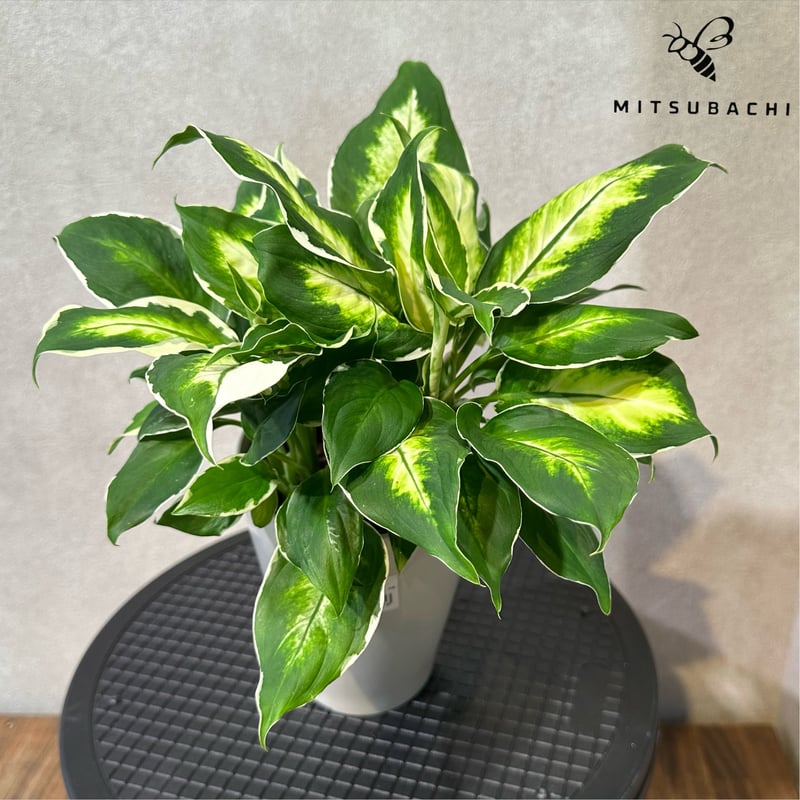 ディフェンバキア デヘン クールビューティ 4号 | Green Shop MITSUBACHI