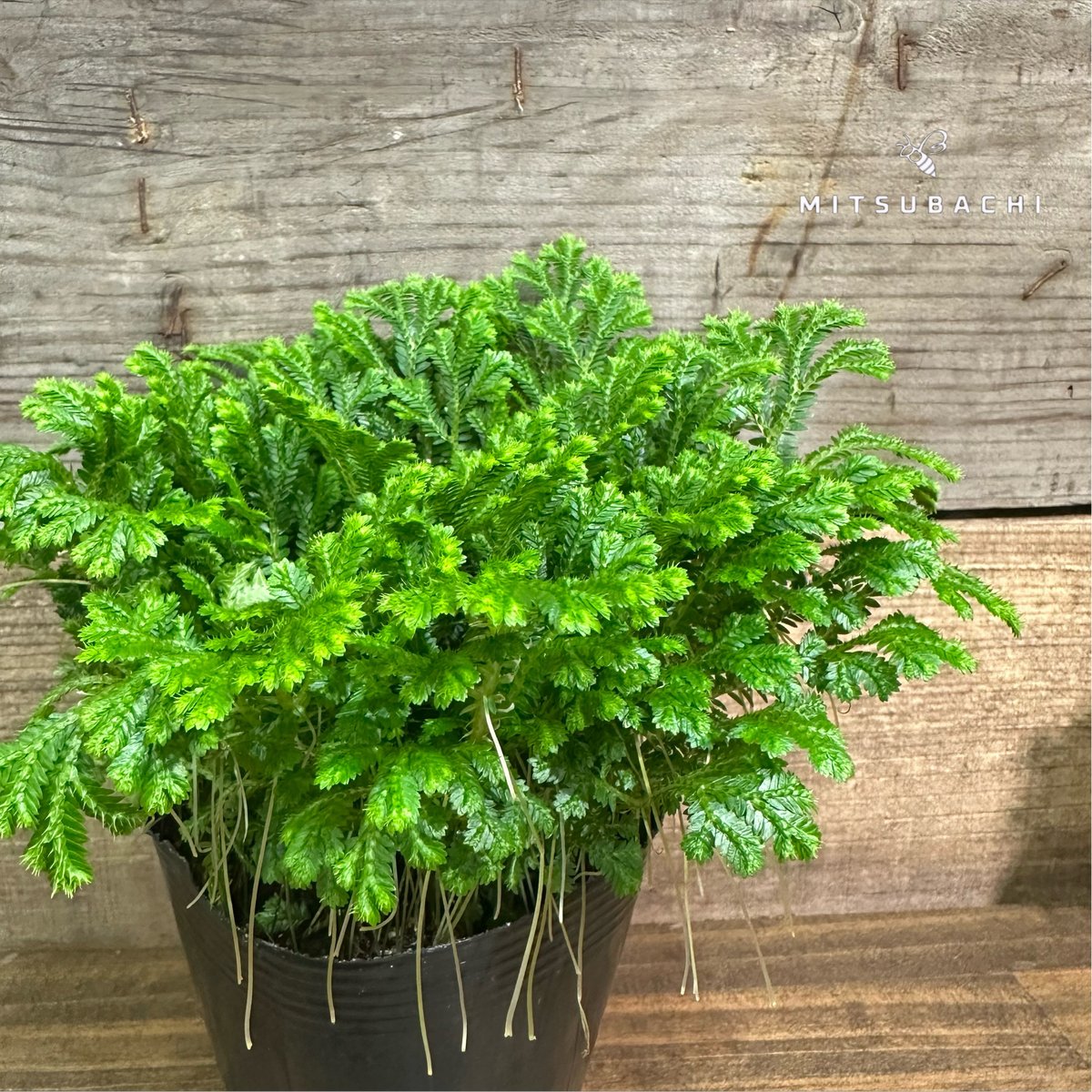 セラギネラ 3.5号 | Green Shop MITSUBACHI