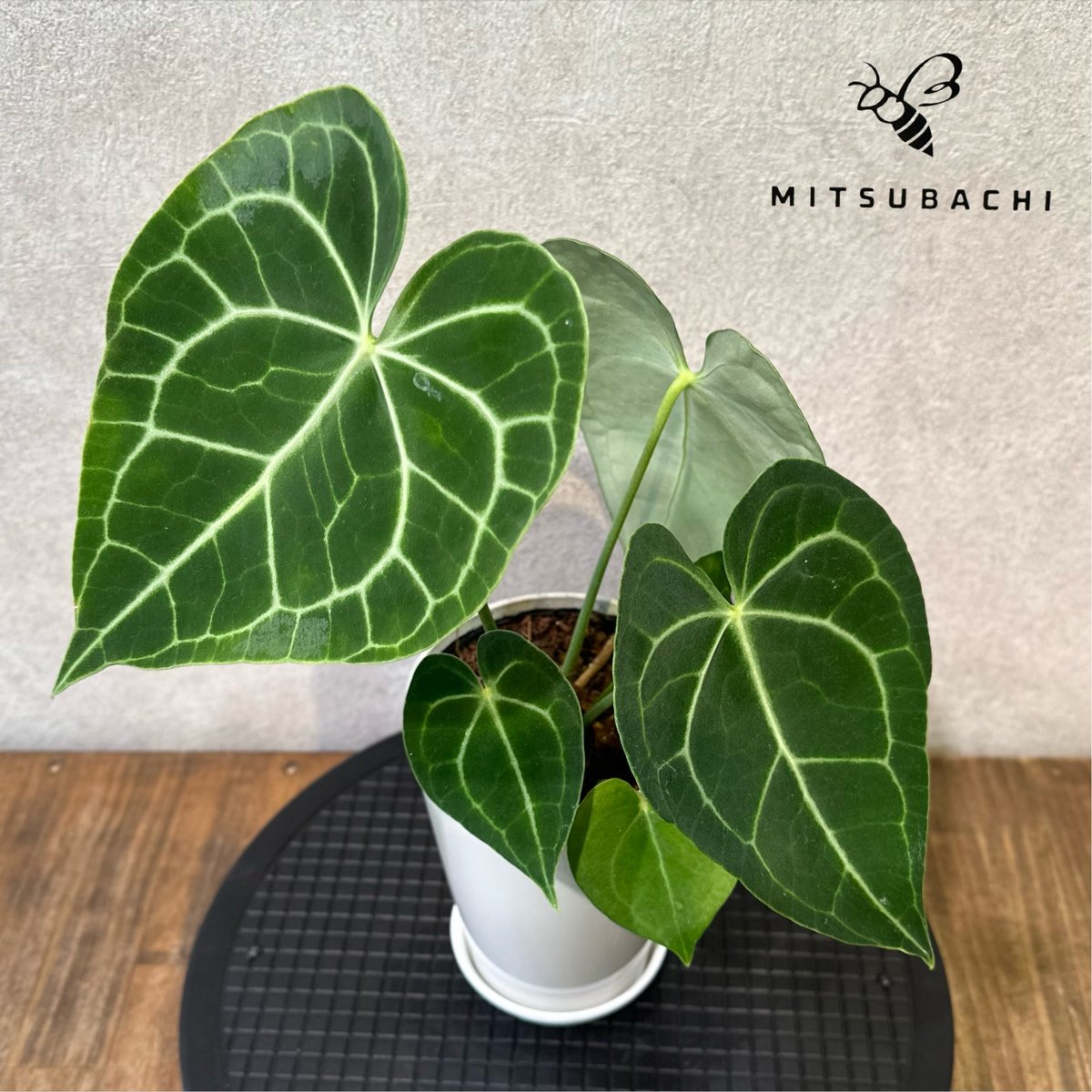 アンスリウム クラリネルビウム 3号 | Green Shop MITSUBACHI