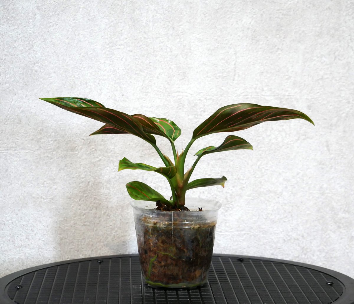 アグラオネマ レッドアーミー 2.5号 | Green Shop MITSUBACHI