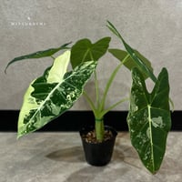 グリーンベルベット　斑入り　3号