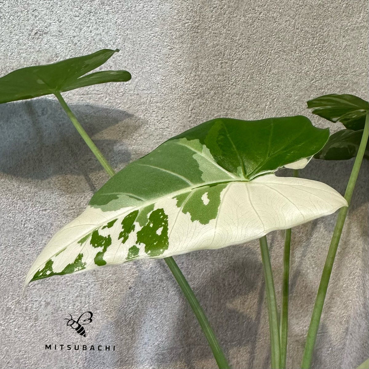 斑入りクワズイモ クワズイモ（斑入） 5号22-01 の通販 | 園芸ネット