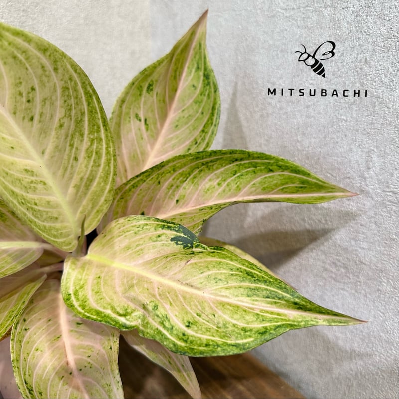 アグラオネマ パールオブファン 3.5号 | Green Shop MITSUBACHI