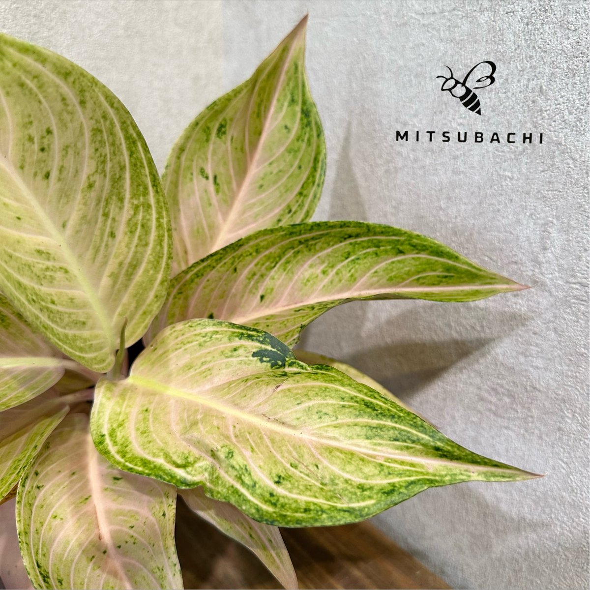 専用　アグラオネマ　B アグラオネマ パールオブファン 3.5号 | Green Shop MITSUBACHI