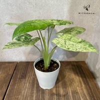 【本物】アグラオネマ　カーティシー　F株（管理番号） 本物】アグラオネマ カーティシー F株（管理番号） 観葉植物