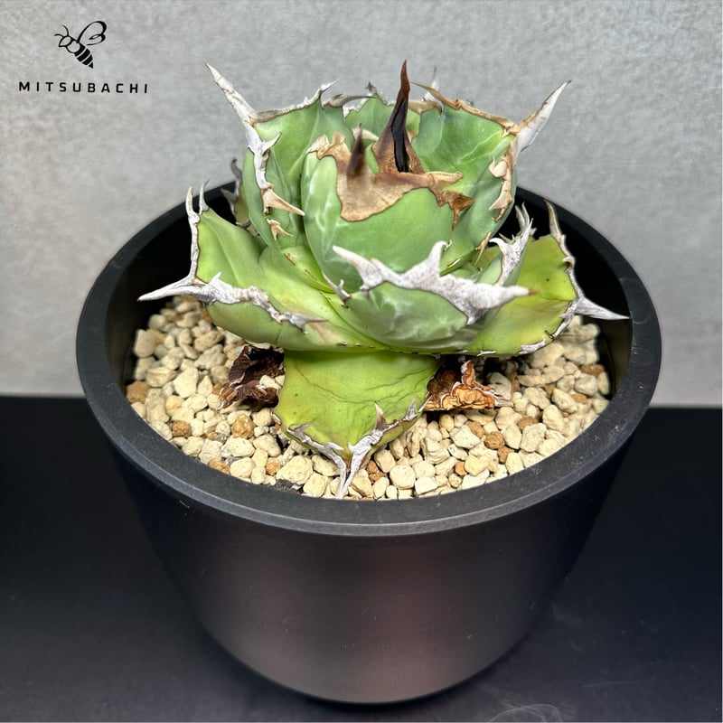 アガベ チタノタ 胖鯨 4.5号 【Dragon AGAVE】 | Green Shop MI