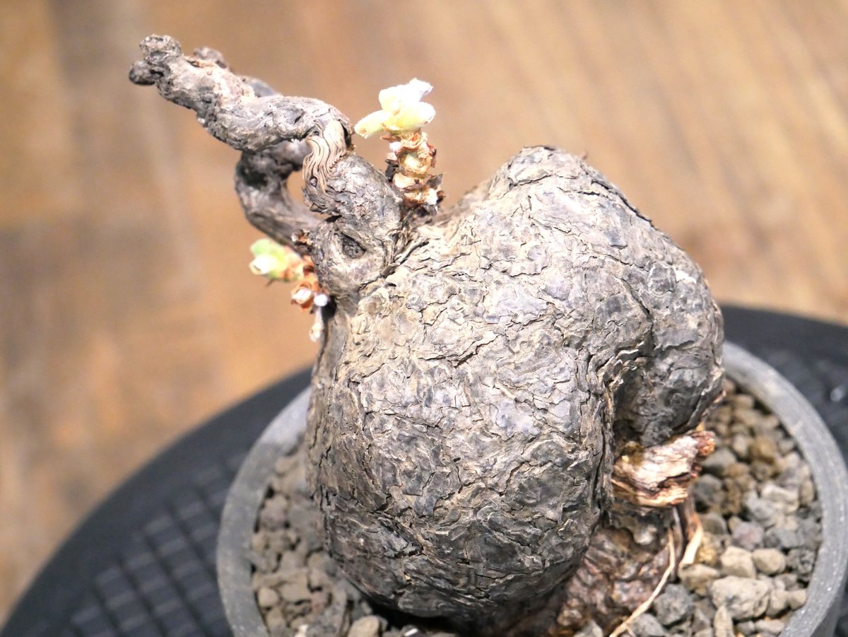 ペラルゴニウム トリステ 鉢付 【公式通販】