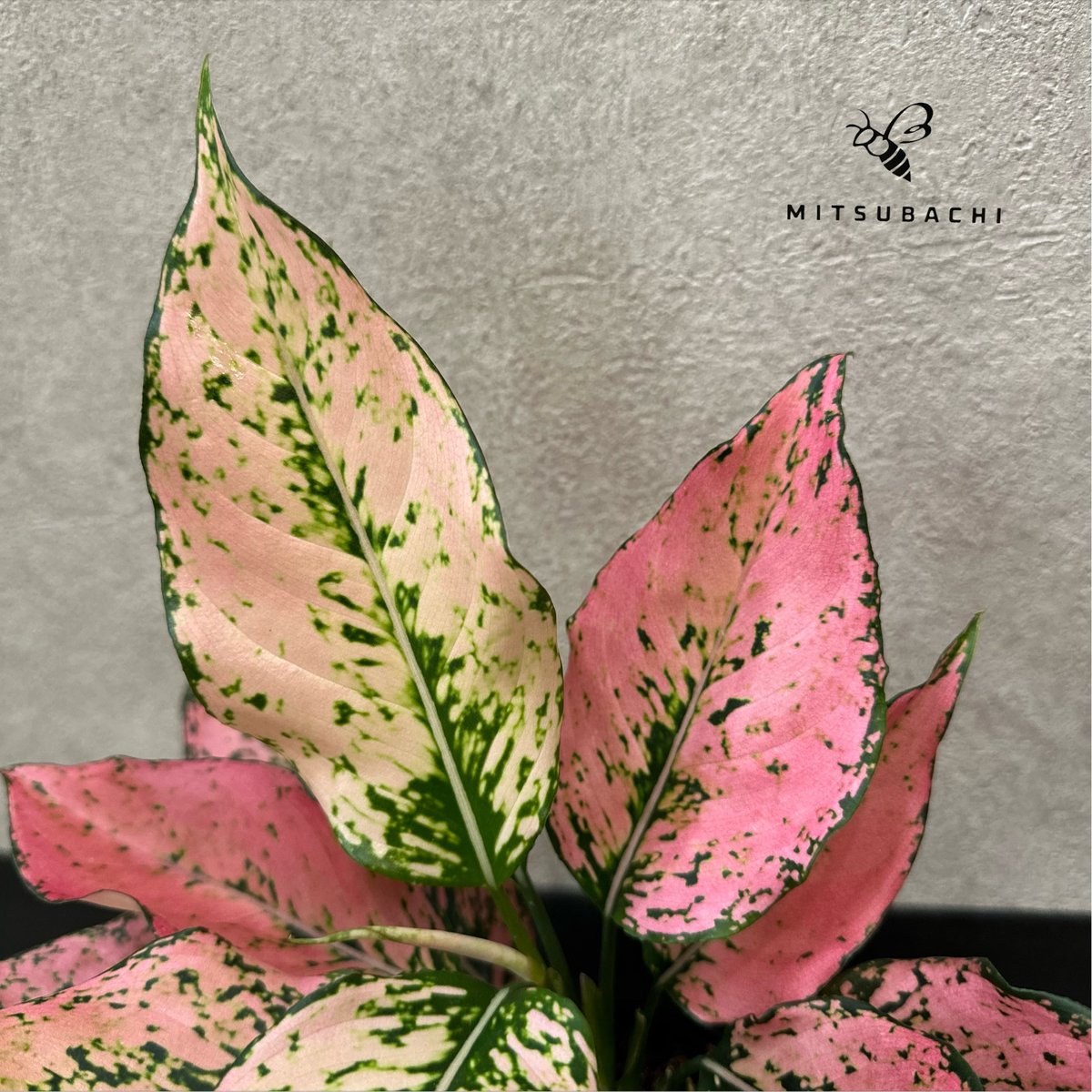 アグラオネマ 強烈なインパクト‼️】アグラオネマ スパークリング