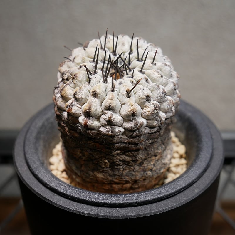 コピアポア コルムナアルバ 孤竜丸 C | Green Shop MITSUBACHI