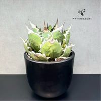 アガベ チタノタ 姫厳竜 5号 【Berlin AGAVE】