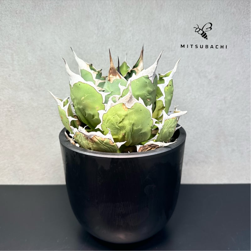 アガベ チタノタ 姫厳竜 5号 【Berlin AGAVE】 | Green Shop MIT