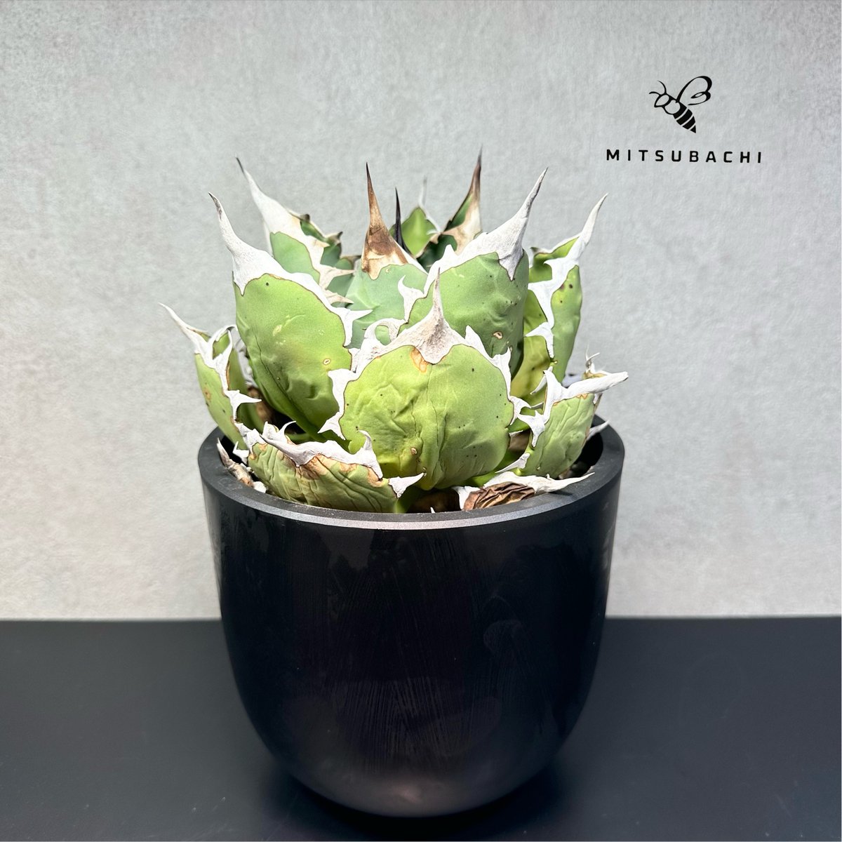 アガベ チタノタ 姫厳竜 5号 【Berlin AGAVE】 | Green Shop MIT