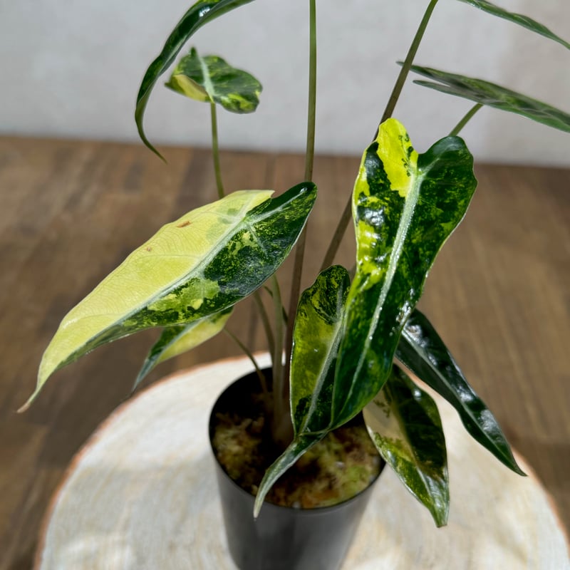 希少 アロカシアカゲアナイエローバリエガータ