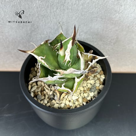 アガベ チタノタ 巨獣 4号 【Dragon AGAVE】