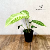 キサントソーマ　リンデニー　3号
